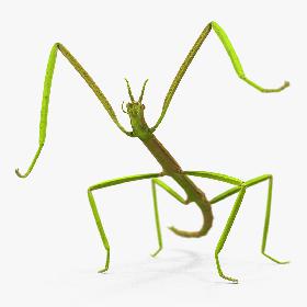 Phasmatodea Stick Insect Rigged model